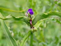 Tradescantia virginiana Östra kyrkogården, Malmö, Skåne, Sweden 20190611_0023