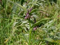 Tradescantia virginiana Hamnutfyllnaden, Halmstad, Halland, Sweden 20190606_0094