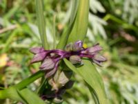 Tradescantia virginiana Hamnutfyllnaden, Halmstad, Halland, Sweden 20190606_0095