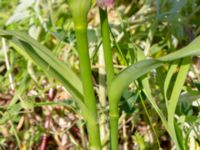 Tradescantia virginiana Hamnutfyllnaden, Halmstad, Halland, Sweden 20190606_0096