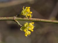 Cornus mas Fredentorps begravningsplats, Lund, Skåne, Sweden 20170326_0013