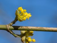 Cornus mas Fredentorps begravningsplats, Lund, Skåne, Sweden 20170326_0014