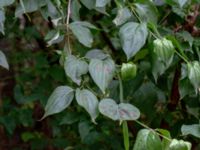 Cornus mas Vesums mosse, Staffanstorp, Skåne, Sweden 20180824_0006