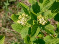 Cornus sanguinea Klosterängshöjden, Lund, Skåne, Sweden 20180517_0042