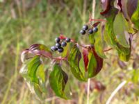 Cornus sanguinea Limhamns kalkbrott, Malmö, Skåne, Sweden 20180901_0023