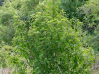 Cornus sanguinea Vesums mosse, Staffanstorp, Skåne, Sweden 20160703_0027