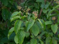 Cornus sanguinea Vesums mosse, Staffanstorp, Skåne, Sweden 20160703_0028