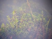 Crassula helmsii Damm Berga, Helsingborg, Skåne, Sweden 20161105_0007