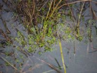 Crassula helmsii Damm Berga, Helsingborg, Skåne, Sweden 20161105_0013