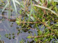 Crassula helmsii Damm Berga, Helsingborg, Skåne, Sweden 20161105_0023