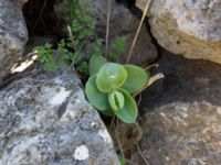 Hylotelephium caucasicum Kuro N, Stepantsminda, Mtskheta-Mtianeti, Georgia 20180424_3472