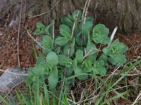 Hylotelephium telephium Sege by, Burlöv, Skåne, Sweden 20170414_0033