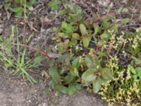 Hylotelephium telephium ssp. maximum Snörum, Västervik, Småland, Sweden 20150712_0565