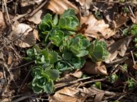 Hylotelephium telephium ssp. telephium Kungsmarken, Lund, Skåne, Sweden 20150411_0029