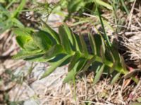 Hylotelephium telephium subsp. maximum Solviken, Mölle, Höganäs, Skåne, Sweden 20150515_0124