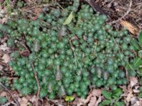 Petrosedum forsterianum Gislövs stjärna, Simrishamn, Skåne, Sweden 20190518_0051