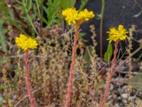 Petrosedum rupestre Ödetomt Marsgatan, Malmö, Skåne, Sweden 20220701_0004