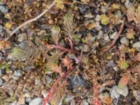 Petrosedum rupestre Ödetomt Marsgatan, Malmö, Skåne, Sweden 20220701_0009