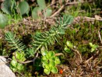 Petrosedum rupestre Östra Sallerups kyrka, Hörby, Skåne, Sweden 20180914_0040