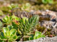 Petrosedum rupestre Östra Sallerups kyrka, Hörby, Skåne, Sweden 20180914_0043