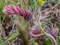 Petrosedum rupestre Gynge alvar, Mörbylånga, Öland, Sweden 20150606_0123