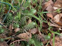 Petrosedum rupestre Valdemarsro, Malmö, Skåne, Sweden 20150330_0001