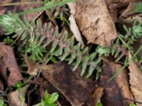 Petrosedum rupestre Valdemarsro, Malmö, Skåne, Sweden 20150330_0002