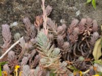 Petrosedum thartii Holma koloniområde, Svedala, Skåne, Sweden 20230623_0010