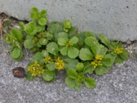 Phedimus ellacombianus Lokgatan N Malmö central, Malmö, Skåne, Sweden 20170925_0013