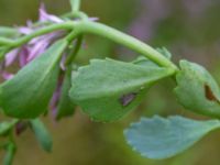 Phedimus spurius Lagerbrings väg, Lund, Skåne, Sweden 20190712_0075