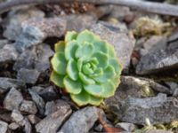 Rhodiola pachyclados Geologiska trädgården, Degerhamn, Mörbylånga, Öland, Sweden 20180810_0144