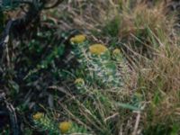 Rhodiola rosea Bunnerplatån, Undersåker, Jämtland, Sweden 19800704_11