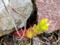 Sedum acre Järnvägen mellen Saxgatan och Hammargatan, Mellersta hamnen, Malmö, Skåne, Sweden 20160516_0028