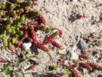 Sedum acre Lertagsdammen, Klagshamns udde, Malmö, Skåne, Sweden 20150418_0025