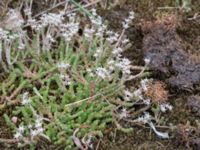 Sedum acre Sydkajen Malmö, Skåne, Sweden 20170826_0029