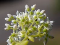 Sedum album Ödetomt Marsgatan, Malmö, Skåne, Sweden 20220701_0020