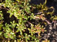 Sedum album Ön, Malmö, Skåne, Sweden 20240910_0005