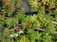 Sedum album Solnäs, Borrebackevägen, Malmö, Skåne, Sweden 20240724_0511