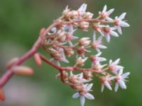 Sedum album Vårsångens odlingsområde, Malmö, Skåne, Sweden 20240703_0012