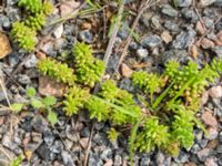 Sedum annuum Ridhuset, Klagshamns udde, Malmö, Skåne, Sweden 20230814_0161