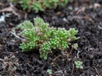 Sedum annuum Snärjet, Oppmanna, Kristianstad, Skåne, Sweden 20200731_0075