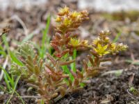 Sedum annuum Snärjet, Oppmanna, Kristianstad, Skåne, Sweden 20200731_0080