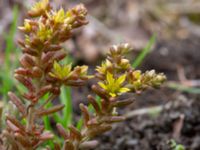 Sedum annuum Snärjet, Oppmanna, Kristianstad, Skåne, Sweden 20200731_0081