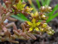 Sedum annuum Snärjet, Oppmanna, Kristianstad, Skåne, Sweden 20200731_0082