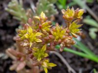 Sedum annuum Snärjet, Oppmanna, Kristianstad, Skåne, Sweden 20200731_0086