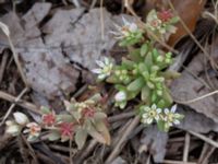 Sedum hispanicum Björka, Helsingborg, Skåne, Sweden 20240601_0063