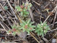 Sedum hispanicum Björka, Helsingborg, Skåne, Sweden 20240601_0065