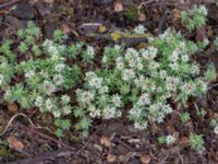 Sedum hispanicum Björka, Helsingborg, Skåne, Sweden 20240601_0066