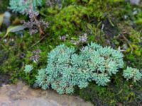 Sedum hispanicum Gamla stenbrottet, Simrishamn, Skåne, Sweden 20161022_0012