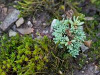 Sedum hispanicum Gamla stenbrottet, Simrishamn, Skåne, Sweden 20161022_0013